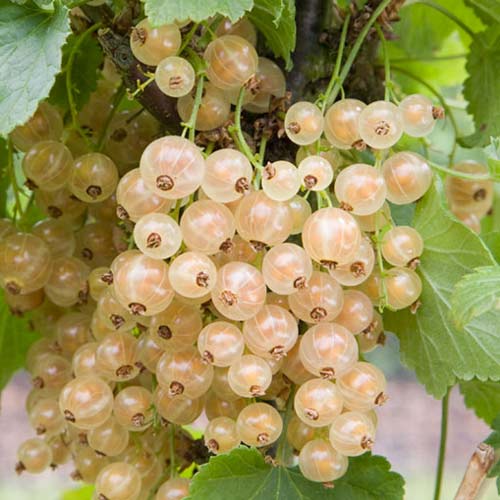 Porzeczka biała na pniu Weisse Versailles interface.image 1 interface.art 8008