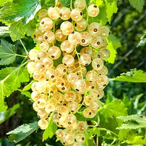 Porzeczka Biała Wersalska, Р9 interface.image 1 interface.art 7562