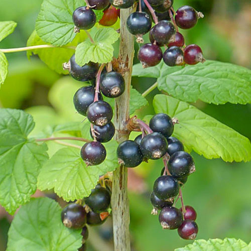 Porzeczka czarna Ben Lomond interface.image 1 interface.art 7047