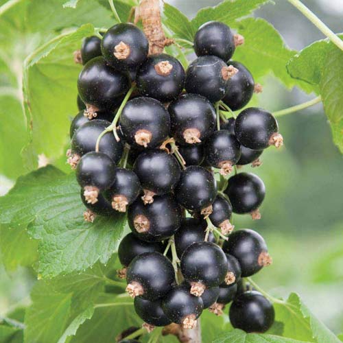 Porzeczka czarna Ben Nevis interface.image 1 interface.art 7576