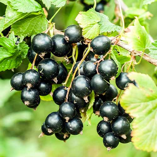 Porzeczka czarna Big Ben, Р9 interface.image 1 interface.art 7575