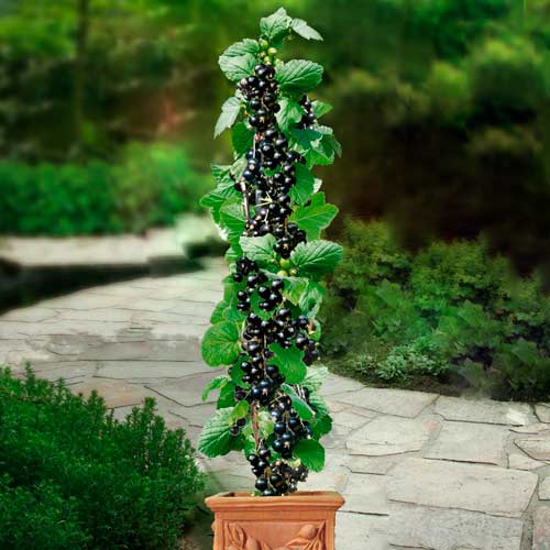 Porzeczka czarna na pniu Ruben interface.image 1 interface.art 8009