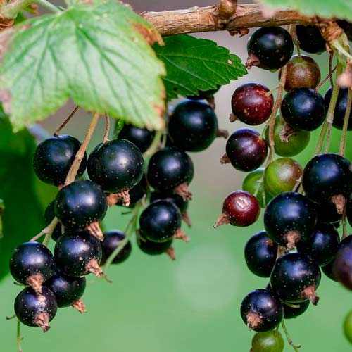 Porzeczka czarna na pniu Titania interface.image 2 interface.art 8010