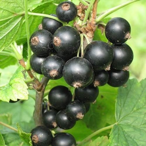 Porzeczka czarna Tiben interface.image 1 interface.art 7600