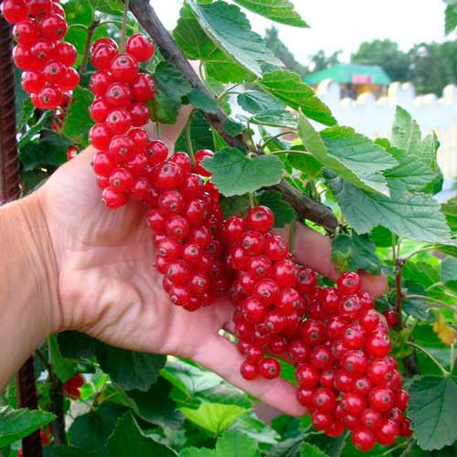 Porzeczka czerwona Holenderska interface.image 1 interface.art 7567