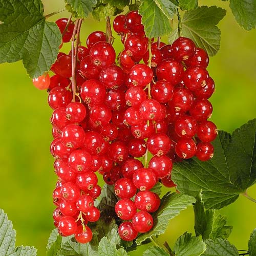 Porzeczka czerwona JVT interface.image 1 interface.art 7688