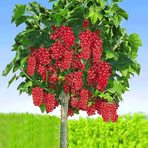 Porzeczka czerwona na pniu Rosetta interface.image 1 interface.art 8012