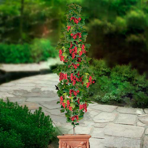 Porzeczka czerwona na pniu Rovada interface.image 1 interface.art 8013