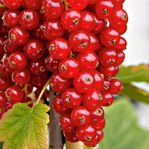 Porzeczka czerwona na pniu Rovada interface.image 2 interface.art 8013