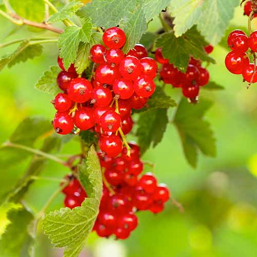 Porzeczka czerwona Rovada, Р9 interface.image 1 interface.art 7570