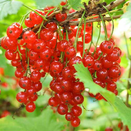 Porzeczka czerwona Jonkheer van Tets, Р9 interface.image 1 interface.art 7601