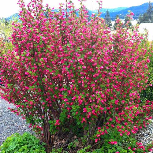 Porzeczka King Edward VII interface.image 1 interface.art 76655