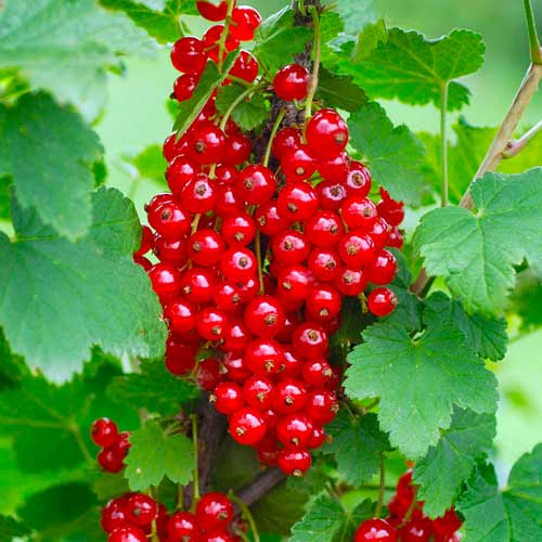 Porzeczka czerwona Rondom interface.image 1 interface.art 7603