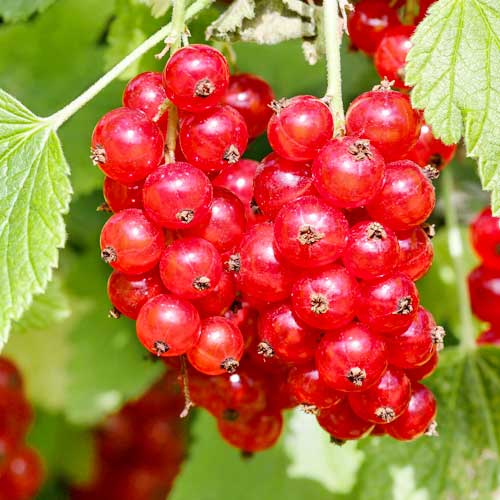 Porzeczka czerwona Rosetta interface.image 1 interface.art 7604