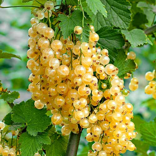 Porzeczka White Pearl interface.image 1 interface.art 7564