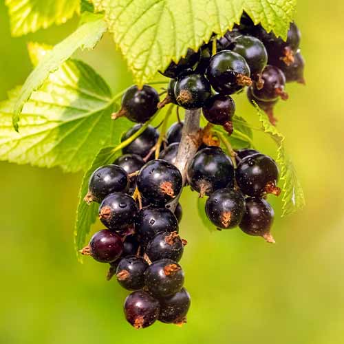 Porzeczkoagrest interface.art zdjęcie 1 Porzeczkoagrest interface.image 1 interface.art 5834