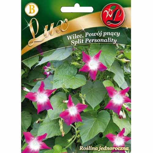 Powój pnący (Wilec) Split Personality Legutko interface.image 1 interface.art 96782