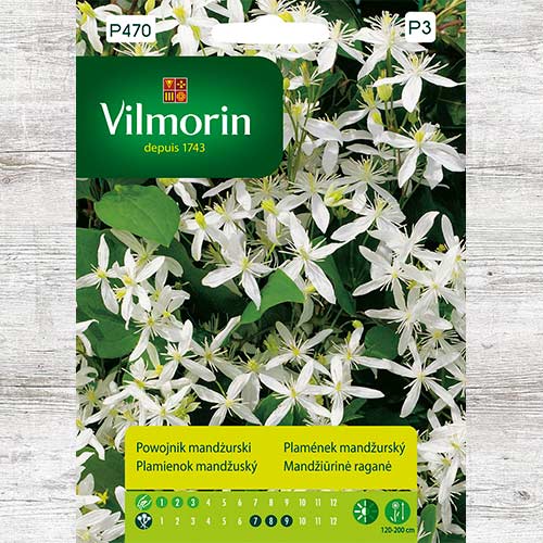 Powojnik mandżurski interface.image 1 interface.art 86648