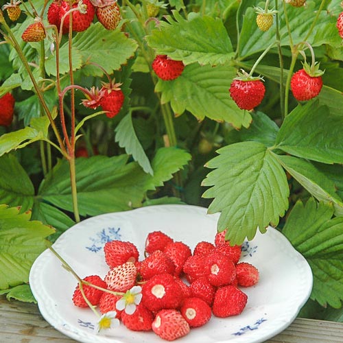 Poziomka Alexandria interface.image 1 interface.art 9607