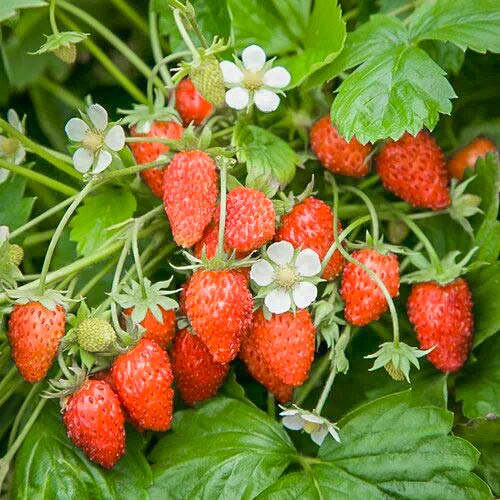 Poziomka Baron von Solemacher interface.image 1 interface.art 9604