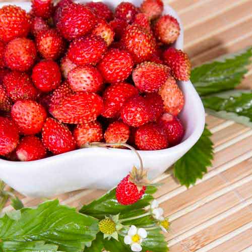 Poziomka Regina interface.image 1 interface.art 9606