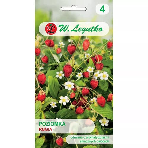 Poziomka Rugia interface.image 1 interface.art 69530