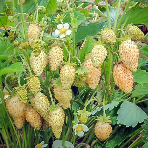 Poziomka Yellow Wonder interface.image 1 interface.art 9605