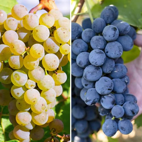 Promo Set! Zestaw winorośli Maxi, 2 sadzonki interface.image 1 interface.art 6165