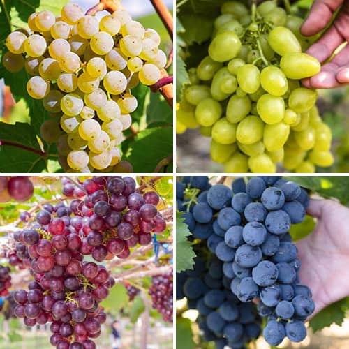 Promo Set! Zestaw winorośli Sorbet winogronowy, 4 sadzonki interface.image 1 interface.art 6166