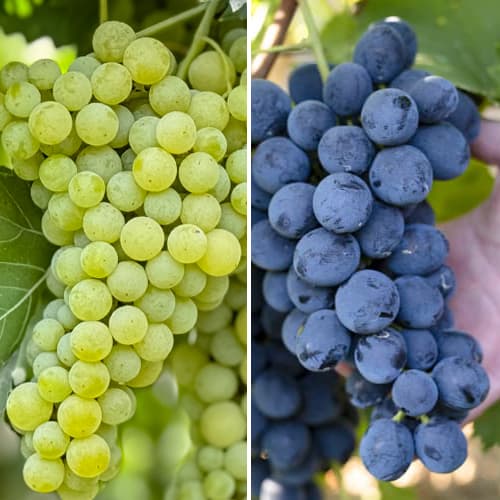 Promo Set! Zestaw winorośli super mrozoodpornych, 2 sadzonki interface.image 1 interface.art 6167