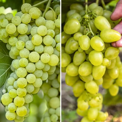 Promo Set! Zestaw winorośli superwczesnych, 2 sadzonki interface.image 1 interface.art 6168