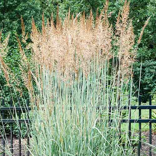 Proso rózgowate Prairie Sky interface.image 1 interface.art 4092