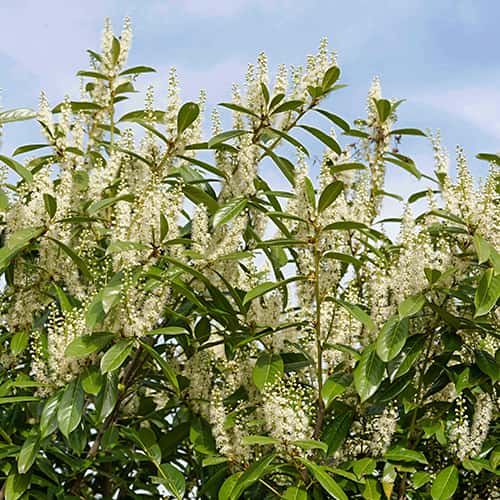 Prunus laurocerasus Rotundifolia, С2 interface.image 1 interface.art 7797