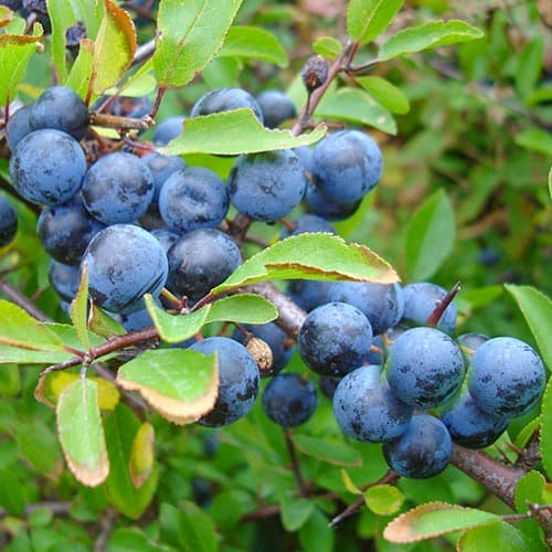 Sliwa tarnina interface.image 1 interface.art 4701