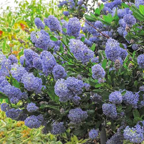 Prusznik płożący Repens interface.image 1 interface.art 4417