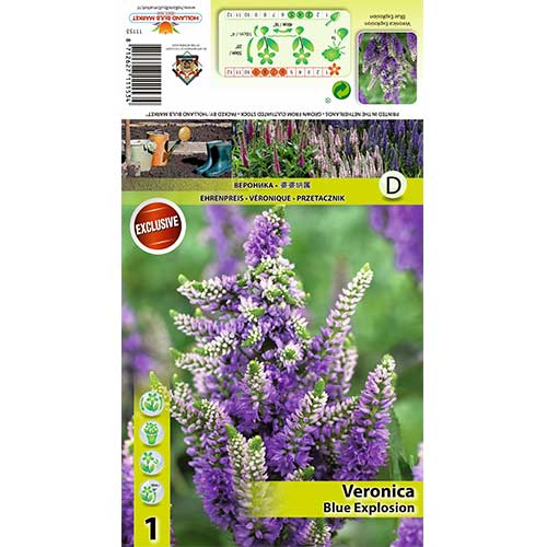 Przetacznik kłosowy Blue Explosion interface.image 1 interface.art 70453