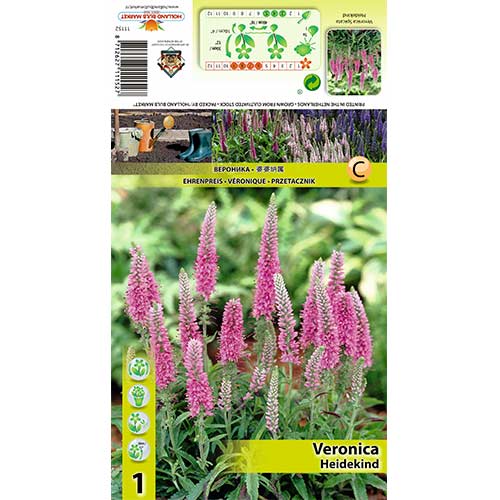 Przetacznik kłosowy Heidekind interface.image 1 interface.art 70454