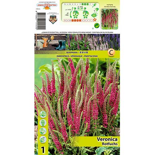 Przetacznik kłosowy Rotfuchs interface.image 1 interface.art 70455