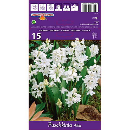 Puszkinia Alba interface.art zdjęcie 1 Puszkinia Alba interface.image 1 interface.art 67444