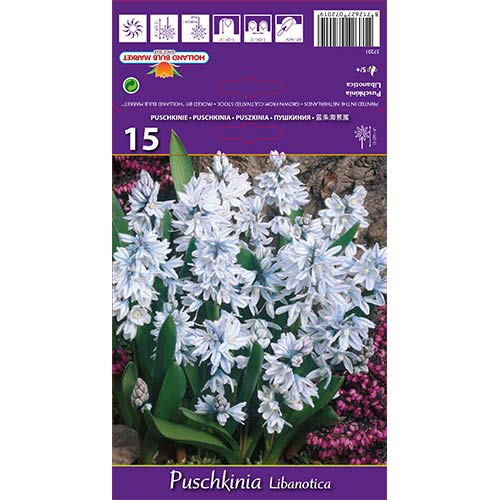 Puszkinia Libanotica interface.image 1 interface.art 67677