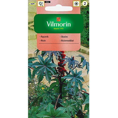 Rącznik czerwonolistny Vilmorin interface.image 1 interface.art 77684