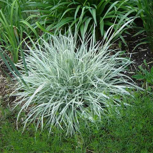 Rajgras wyniosły Variegatum interface.image 1 interface.art 01405