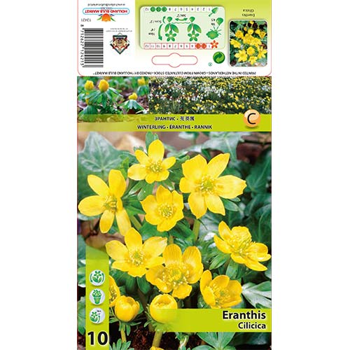 Rannik Cilicica interface.image 1 interface.art 70313