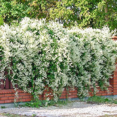 Rdest Auberta interface.image 1 interface.art 9103