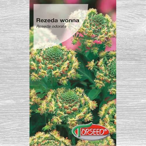 Rezeda wonna biała interface.art zdjęcie 1 Rezeda wonna biała interface.image 1 interface.art 77581