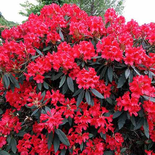 Rhododendron (Różanecznik) Dotella interface.image 1 interface.art 4792