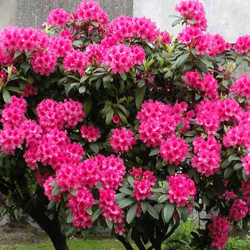 Rhododendron (Różanecznik) Eruption interface.image 1 interface.art 4794