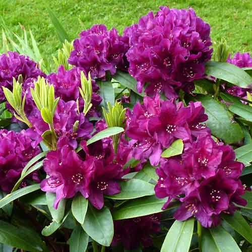 Rhododendron (Różanecznik) Kali interface.art zdjęcie 1 Rhododendron (Różanecznik) Kali interface.image 1 interface.art 4795