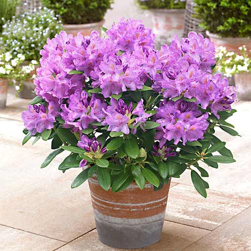 Rododendron (Różanecznik) Libretto interface.image 1 interface.art 9156