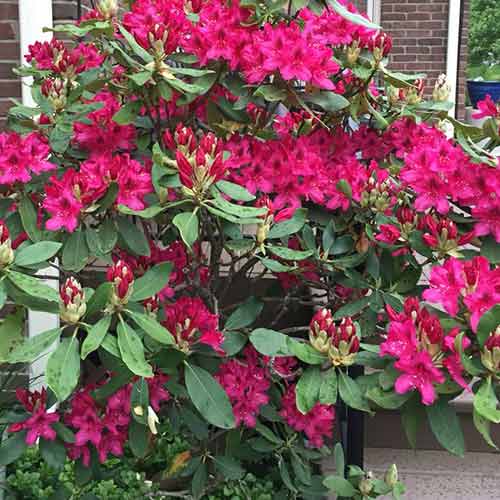 Rhododendron (Różanecznik) Nova Zembla interface.image 1 interface.art 4796